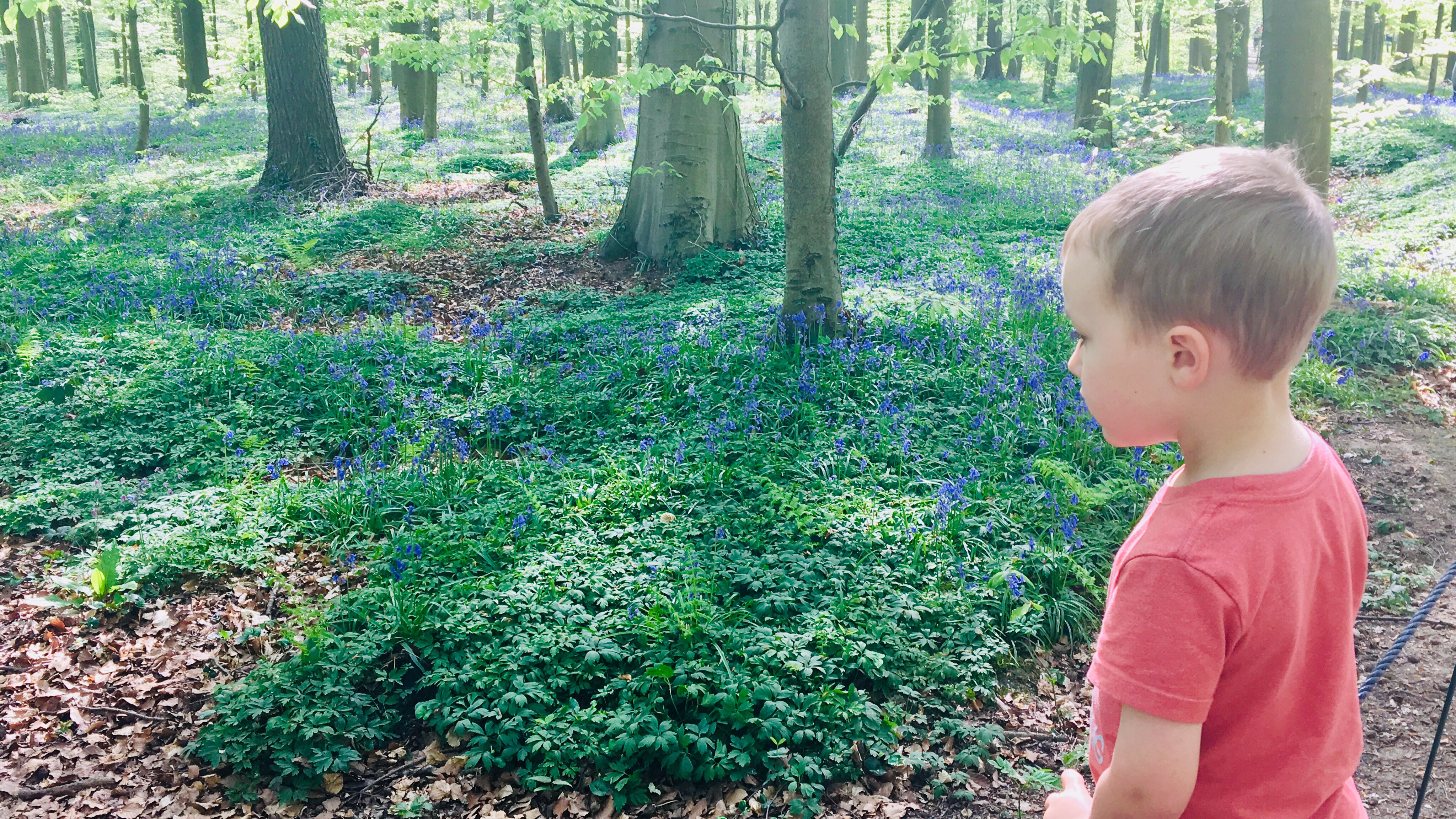 Hallerbos Forest