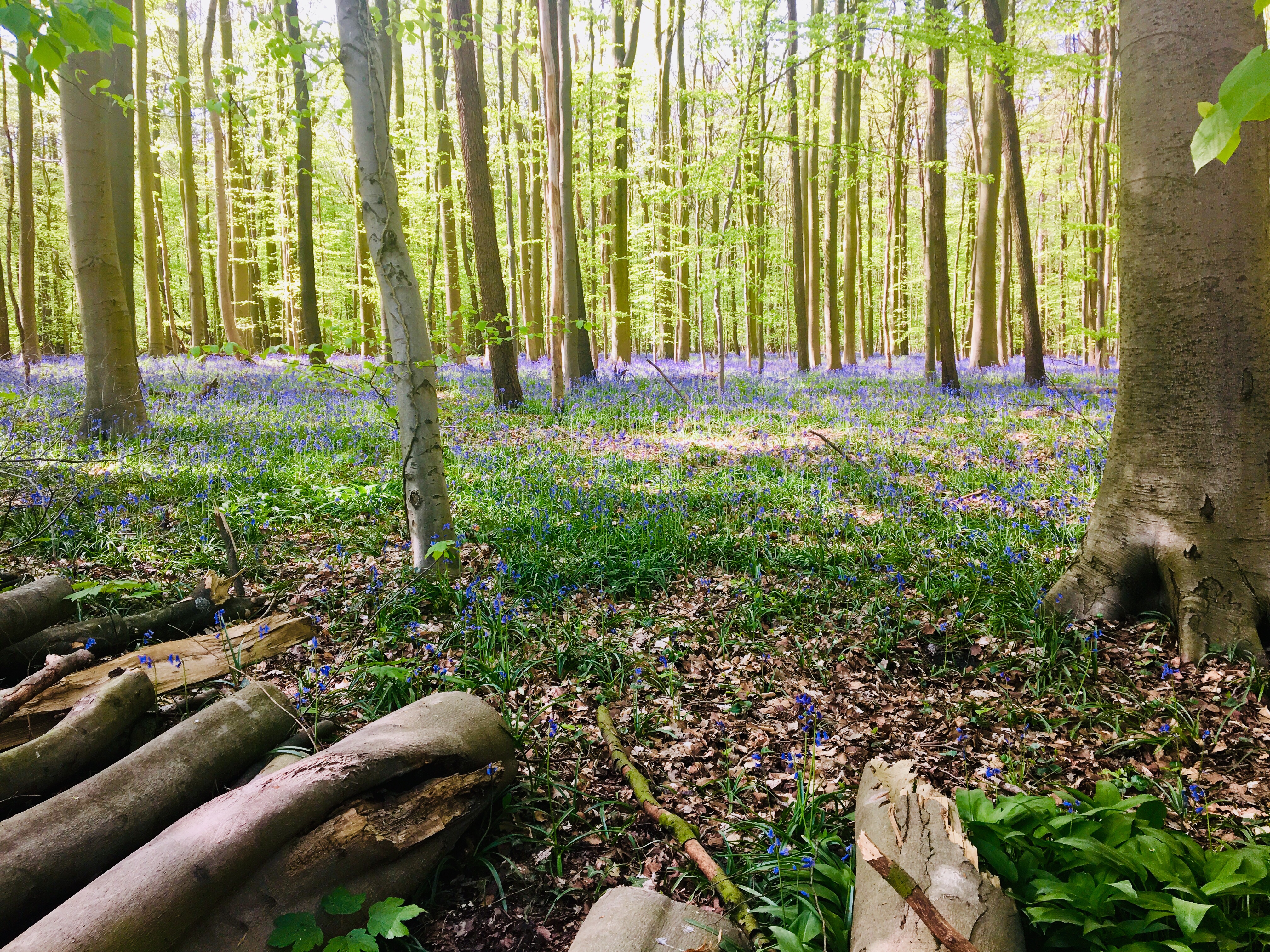 Hallerbos Forest Bluebells