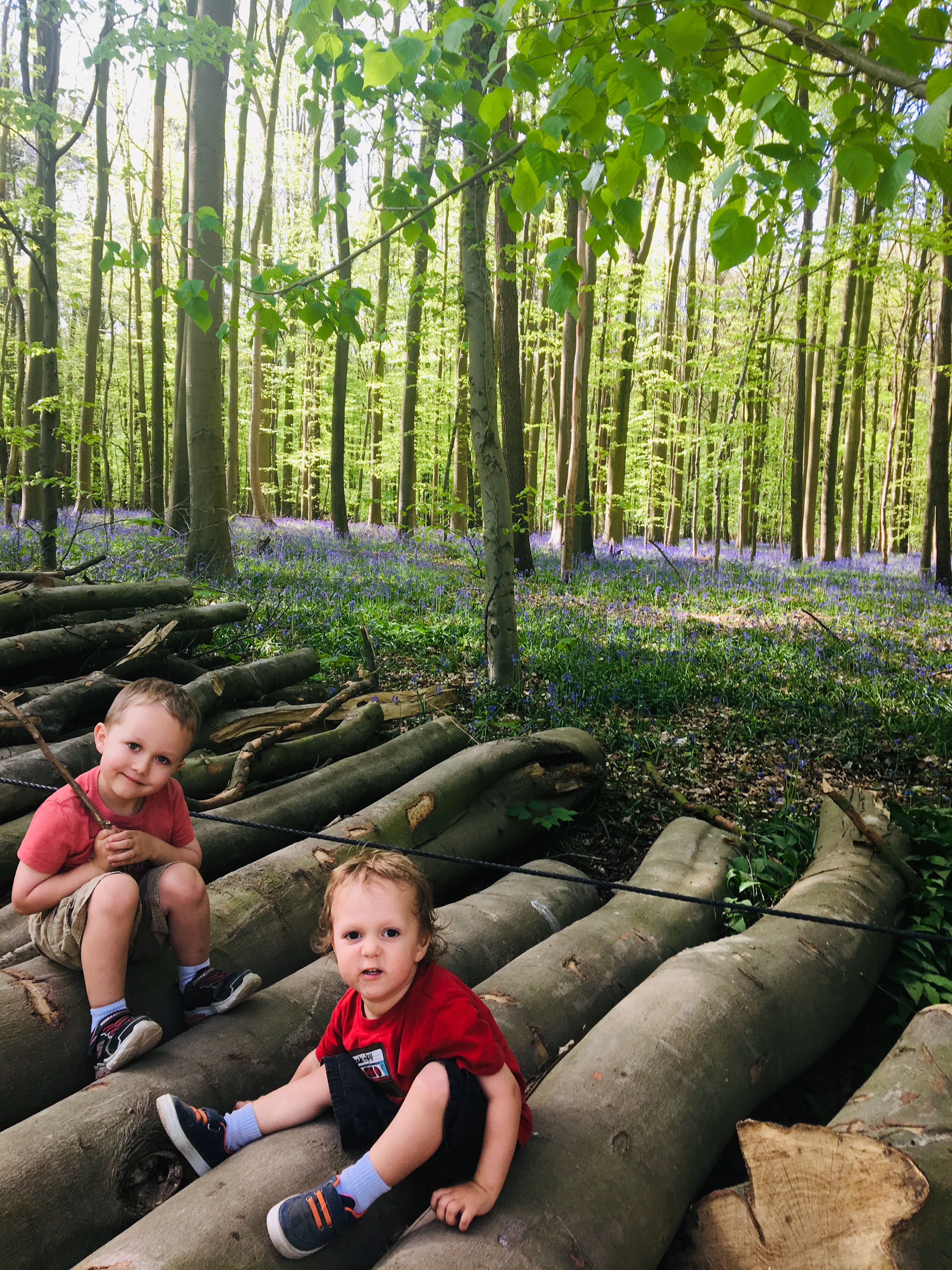 Hallerbos Forest