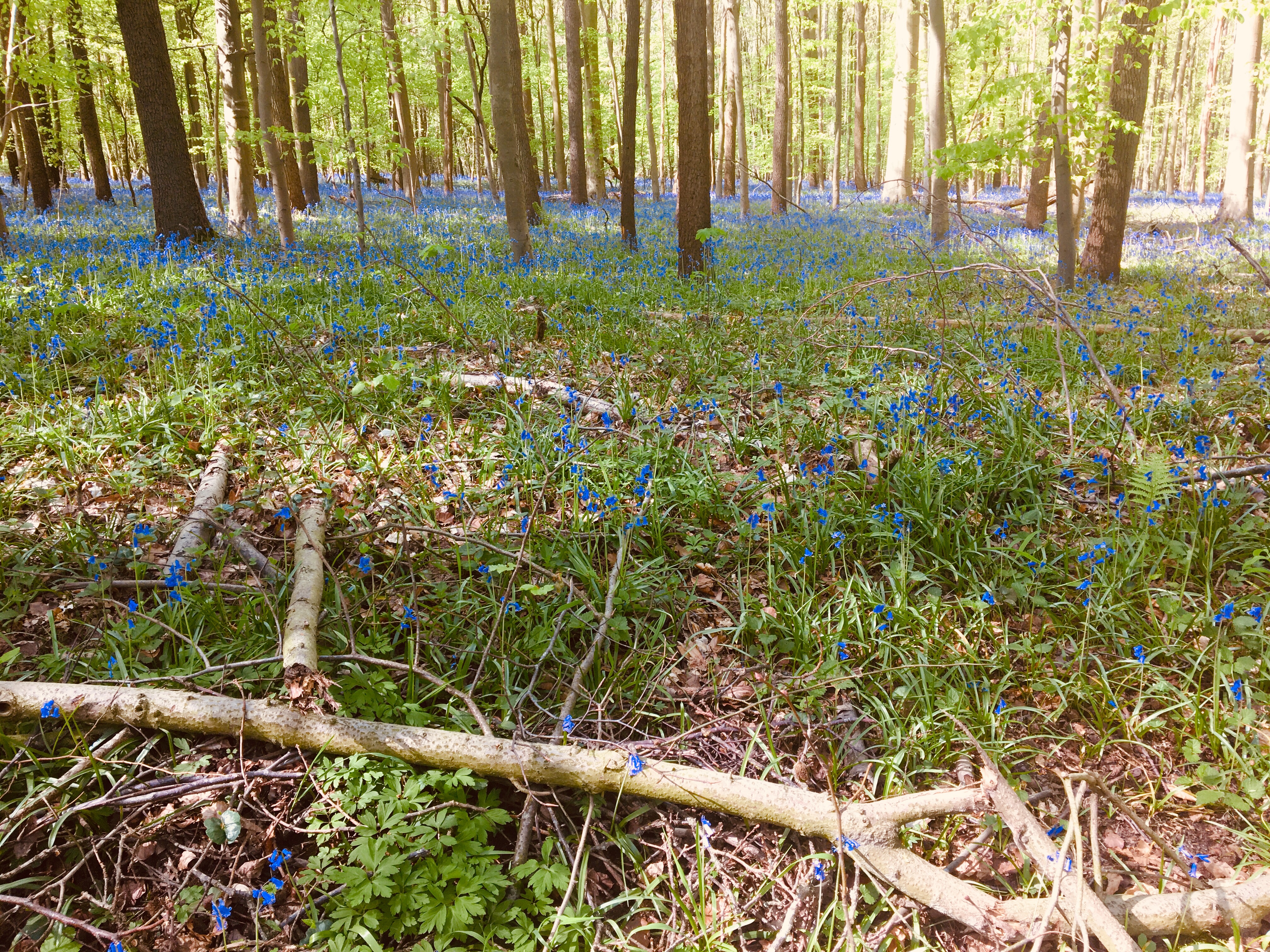 Hallerbos Forest Bluebells
