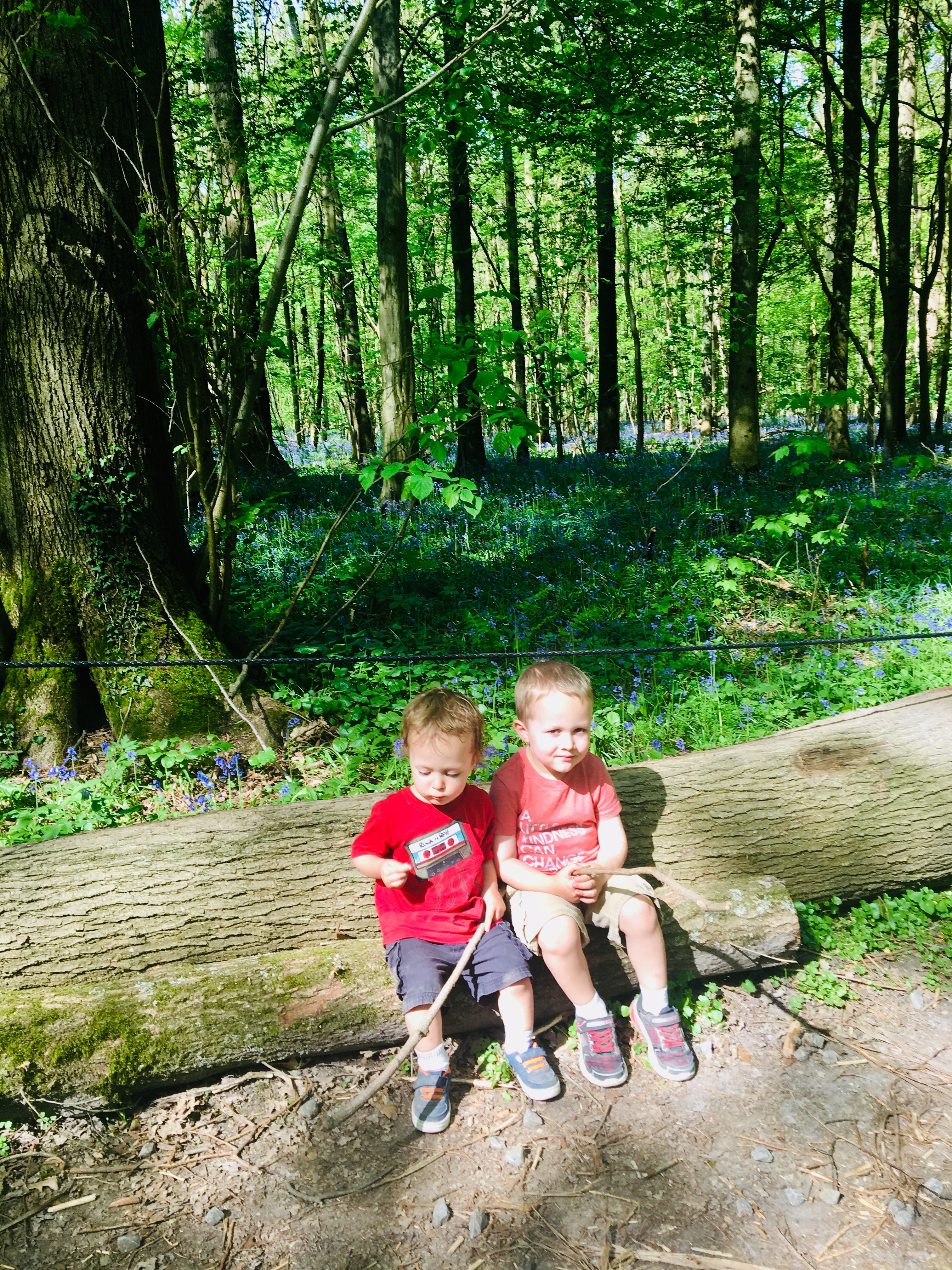 Hallerbos Forest