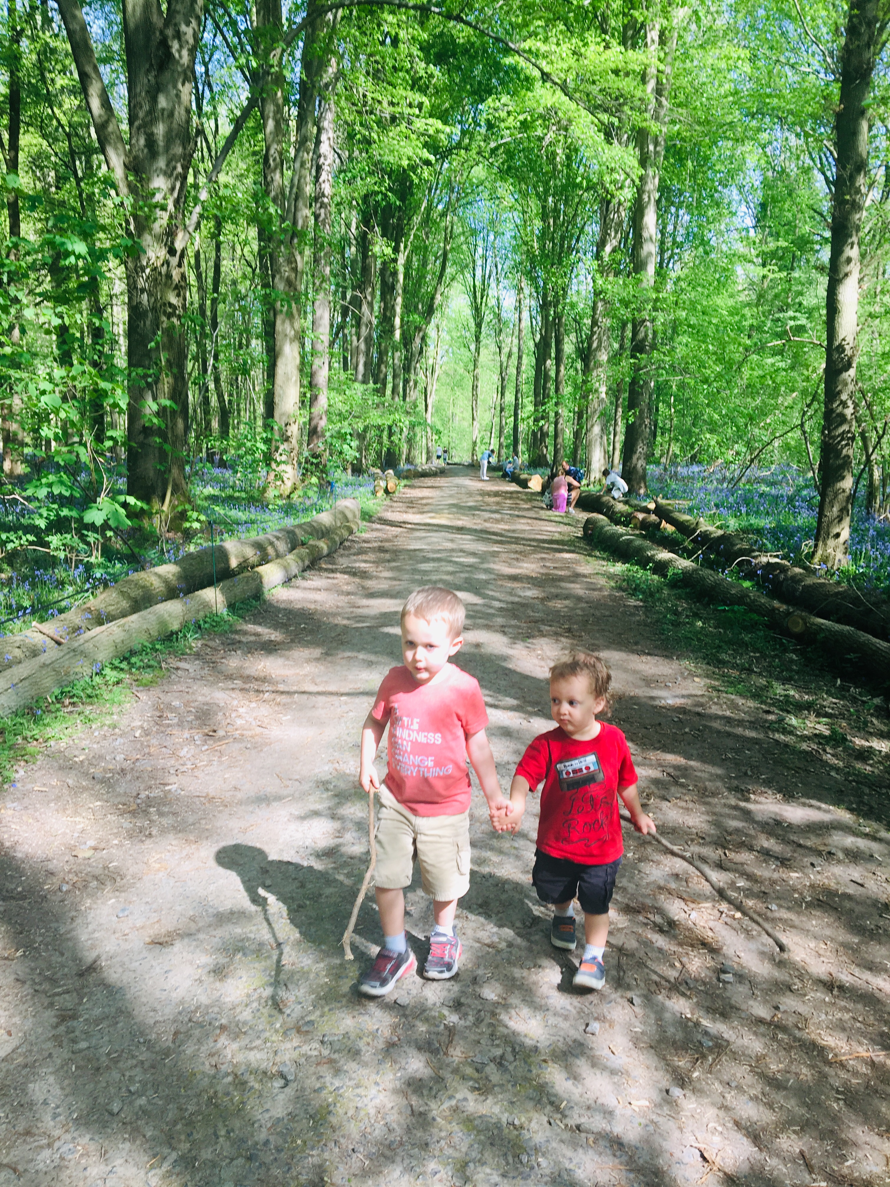 Hallerbos Forest
