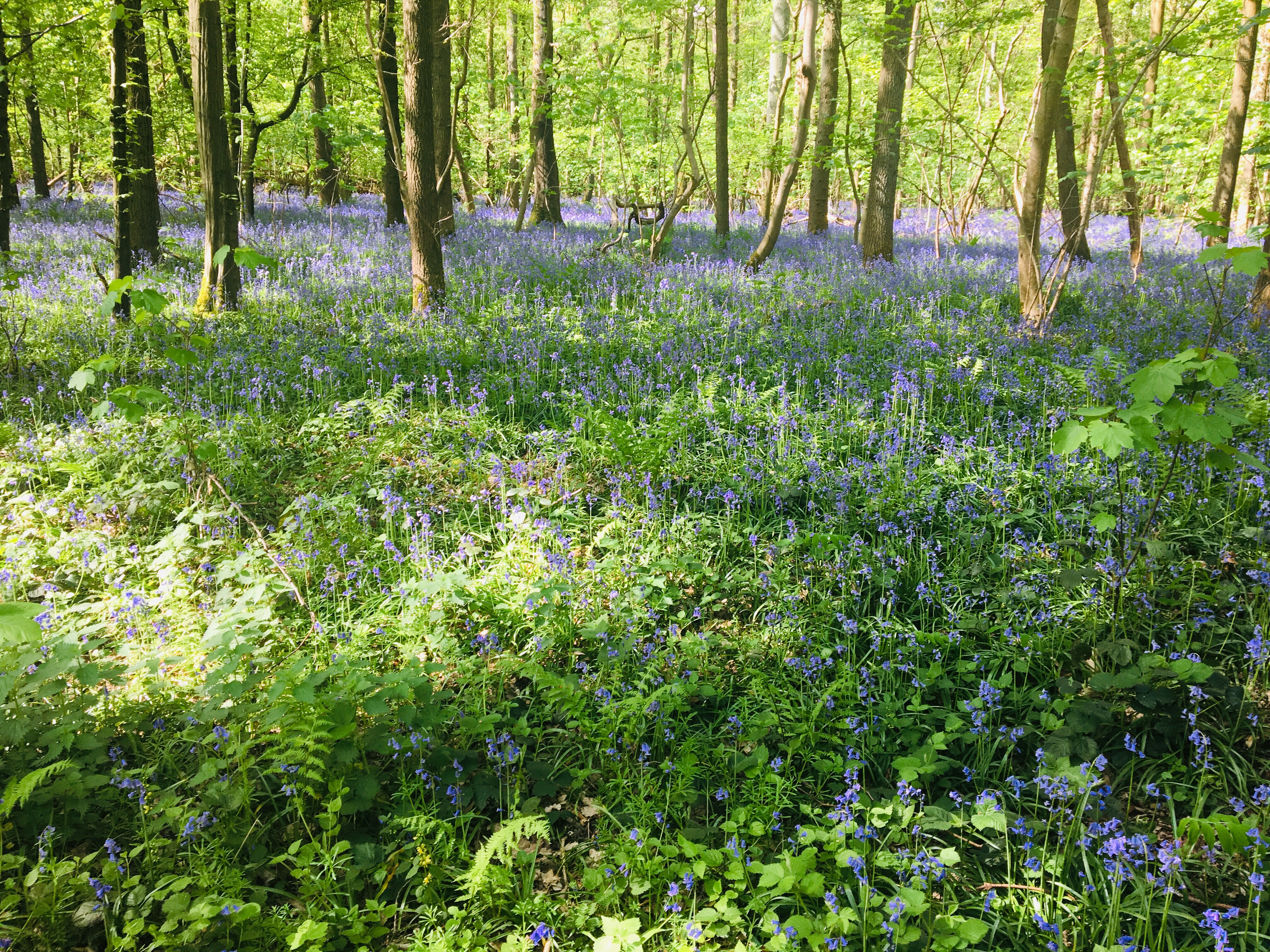 Hallerbos Forest